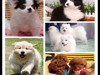 湖南下司犬最新出售信息